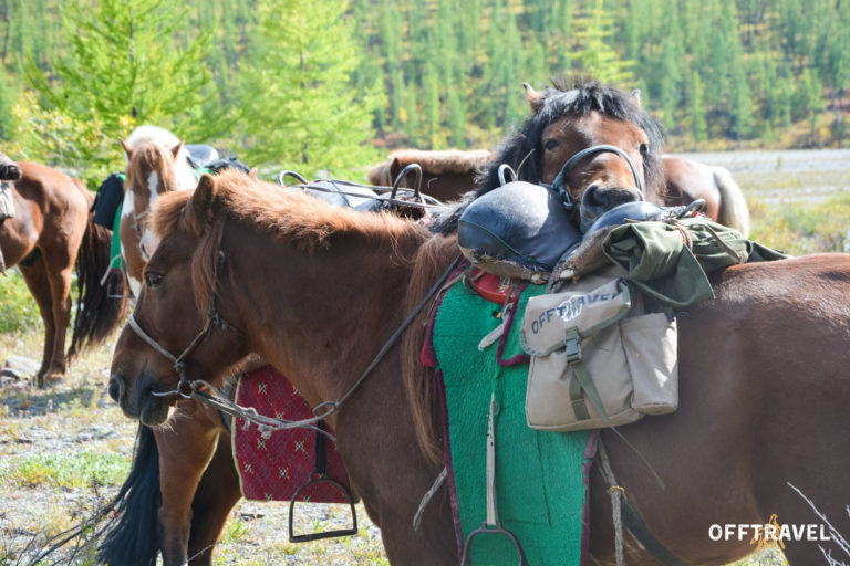 Mongolia w Siodle