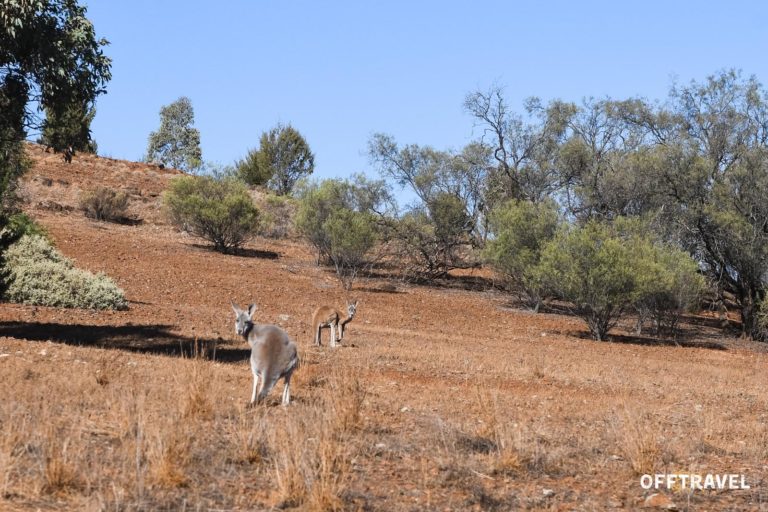 Australian Drive