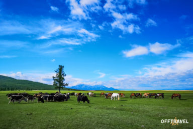 Mongolia in the Saddle