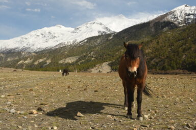 Wokół Annapurny