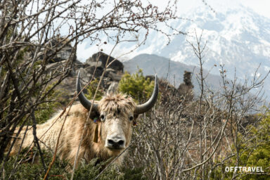 Wokół Manaslu