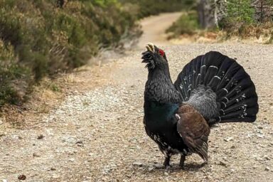 Cairngorms – na Dachu Szkocji