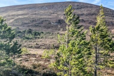 Cairngorms – na Dachu Szkocji