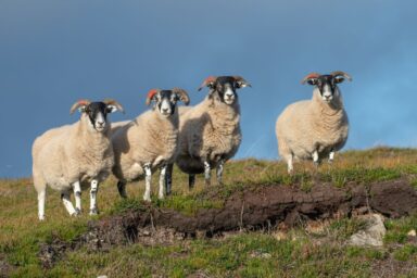 Cairngorms – na Dachu Szkocji