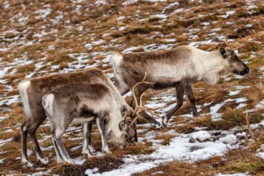 Cairngorms – na Dachu Szkocji