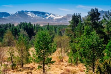 Cairngorms – na Dachu Szkocji