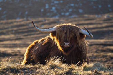 Cairngorms – na Dachu Szkocji