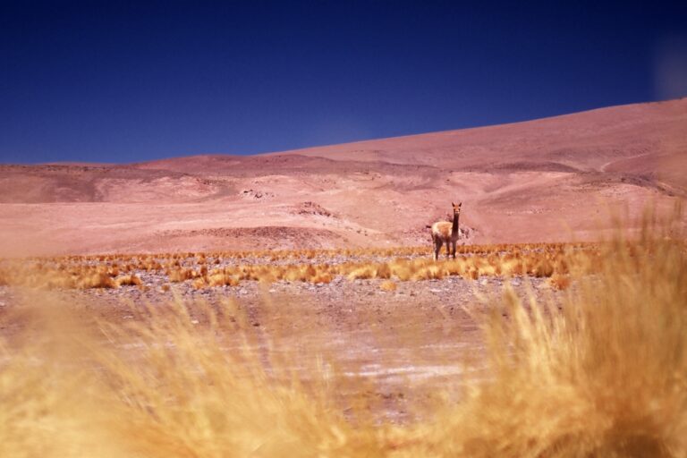 Tajemnice Altiplano