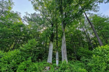 E-bikiem z Nomads’ Hill