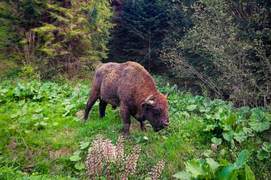 Wilcze Góry – W Poszukiwaniu Dzikości
