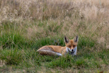 Wilcze Góry – W Poszukiwaniu Dzikości