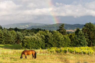 Wilcze Góry – W Poszukiwaniu Dzikości