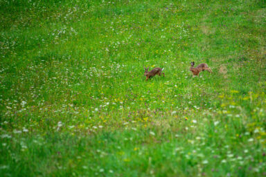 Wilcze Góry – W Poszukiwaniu Dzikości