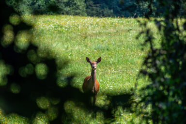 Wilcze Góry – W Poszukiwaniu Dzikości