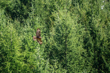 Wilcze Góry – W Poszukiwaniu Dzikości