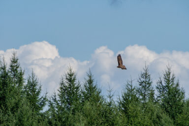 Wilcze Góry – W Poszukiwaniu Dzikości