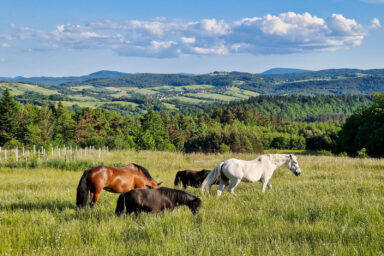 Wilcze Góry – W Poszukiwaniu Dzikości