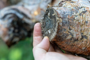 Wilcze Góry – W Poszukiwaniu Dzikości