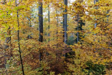 Wilcze Góry – W Poszukiwaniu Dzikości