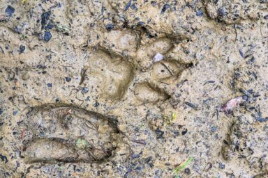 Wilcze Góry – W Poszukiwaniu Dzikości