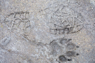 Wilcze Góry – W Poszukiwaniu Dzikości