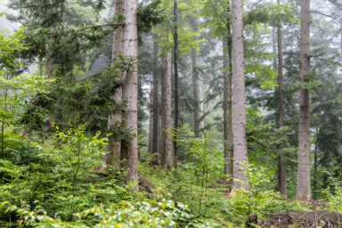 Wilcze Góry – W Poszukiwaniu Dzikości