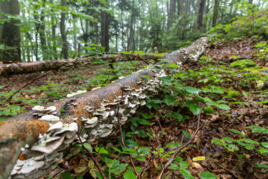 Wilcze Góry – W Poszukiwaniu Dzikości