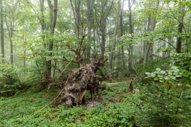 Wilcze Góry – W Poszukiwaniu Dzikości