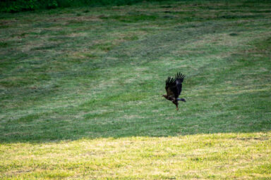 Wilcze Góry – W Poszukiwaniu Dzikości