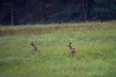 Wilcze Góry – W Poszukiwaniu Dzikości