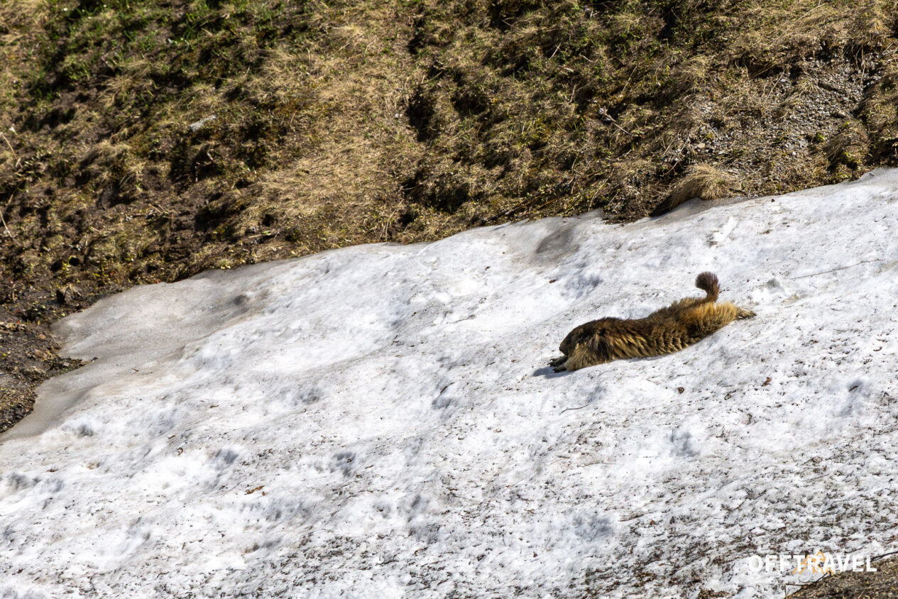 Tour du Mont Blanc