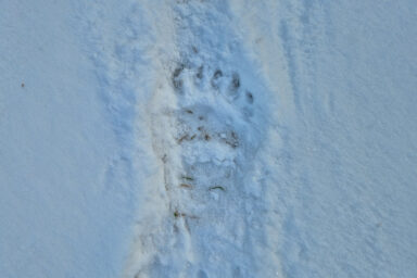 Wilcze Góry – W Poszukiwaniu Dzikości