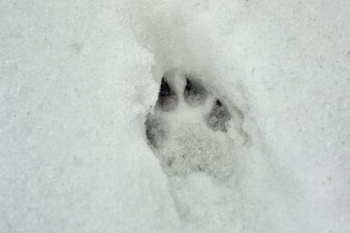 Wilcze Góry – W Poszukiwaniu Dzikości