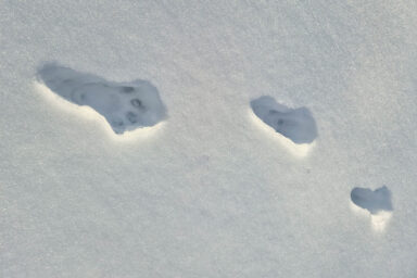 Wilcze Góry – W Poszukiwaniu Dzikości