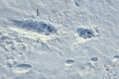 Wilcze Góry – W Poszukiwaniu Dzikości