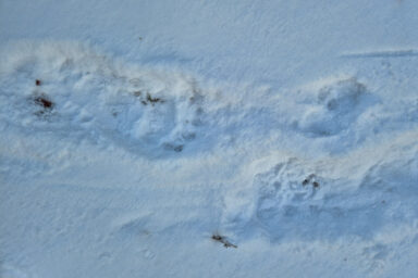 Wilcze Góry – W Poszukiwaniu Dzikości