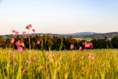 Bieszczadzkie Wędrowanie